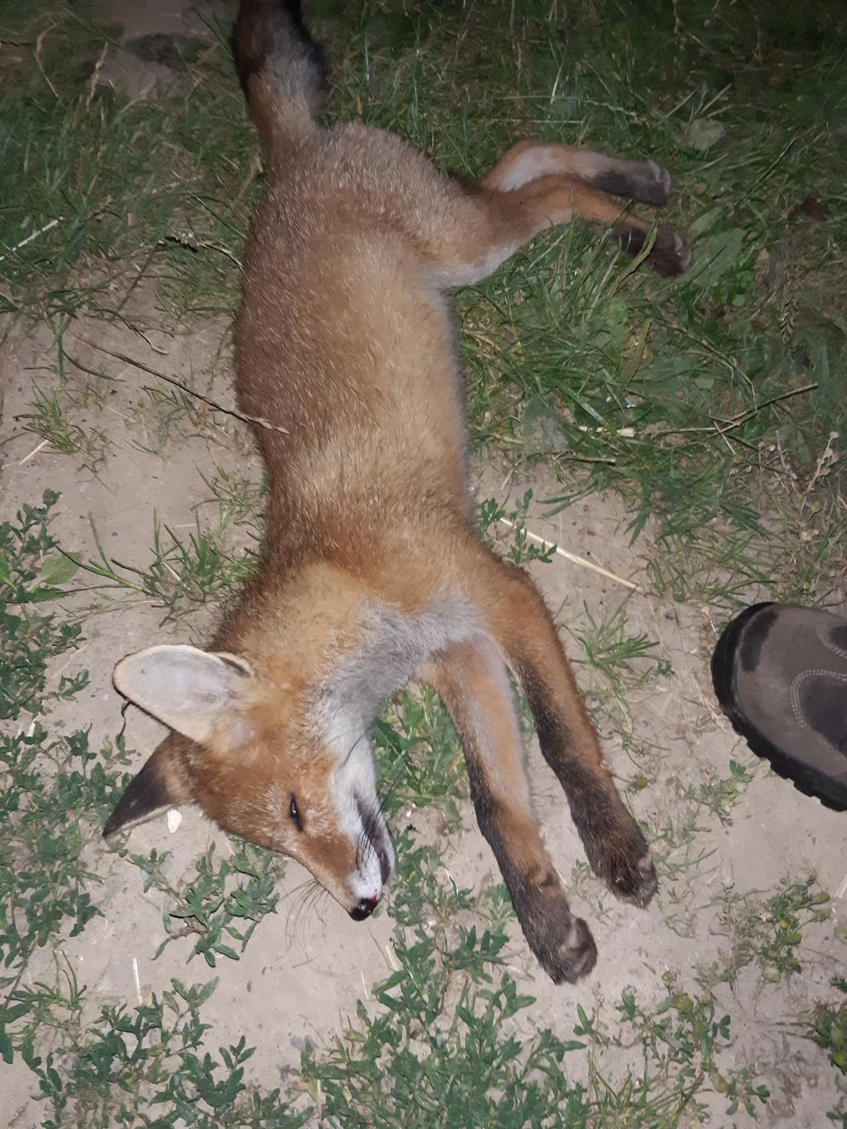 Weisskirchen Mauspfeife 2 Lockpfeife Holz für Fuchs