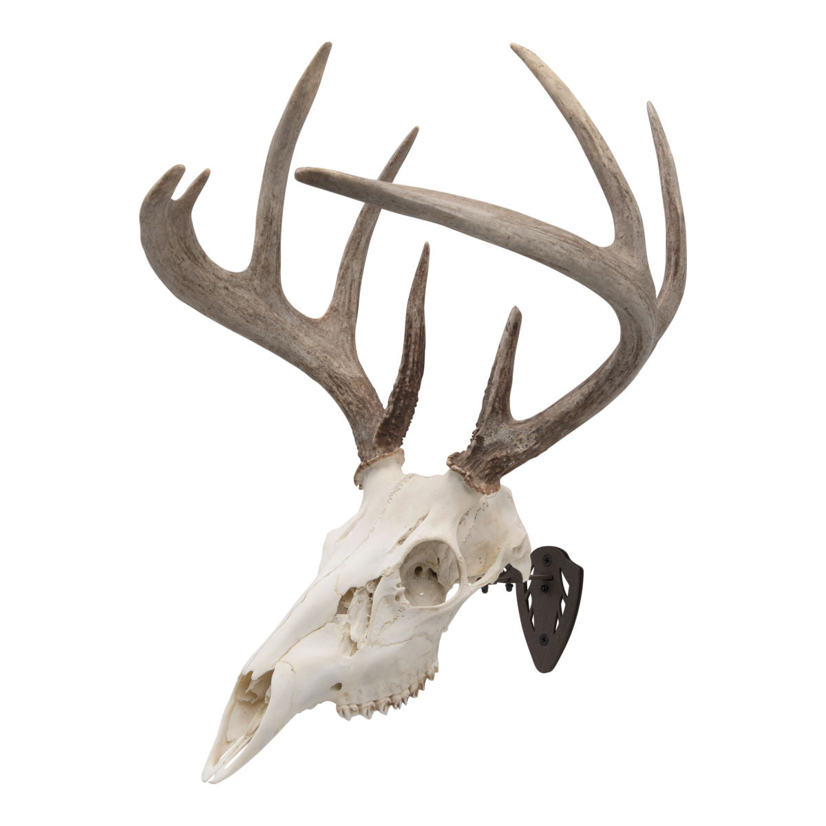Allen EZ Mount Skull Hanger Trophäenhalter Braun One Size