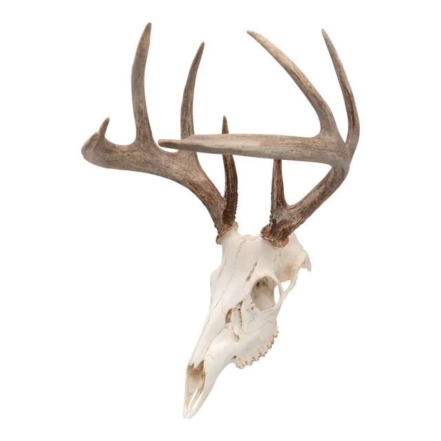 Allen EZ Mount Gehörnhaken Skull Peg Hook 1er-Pack