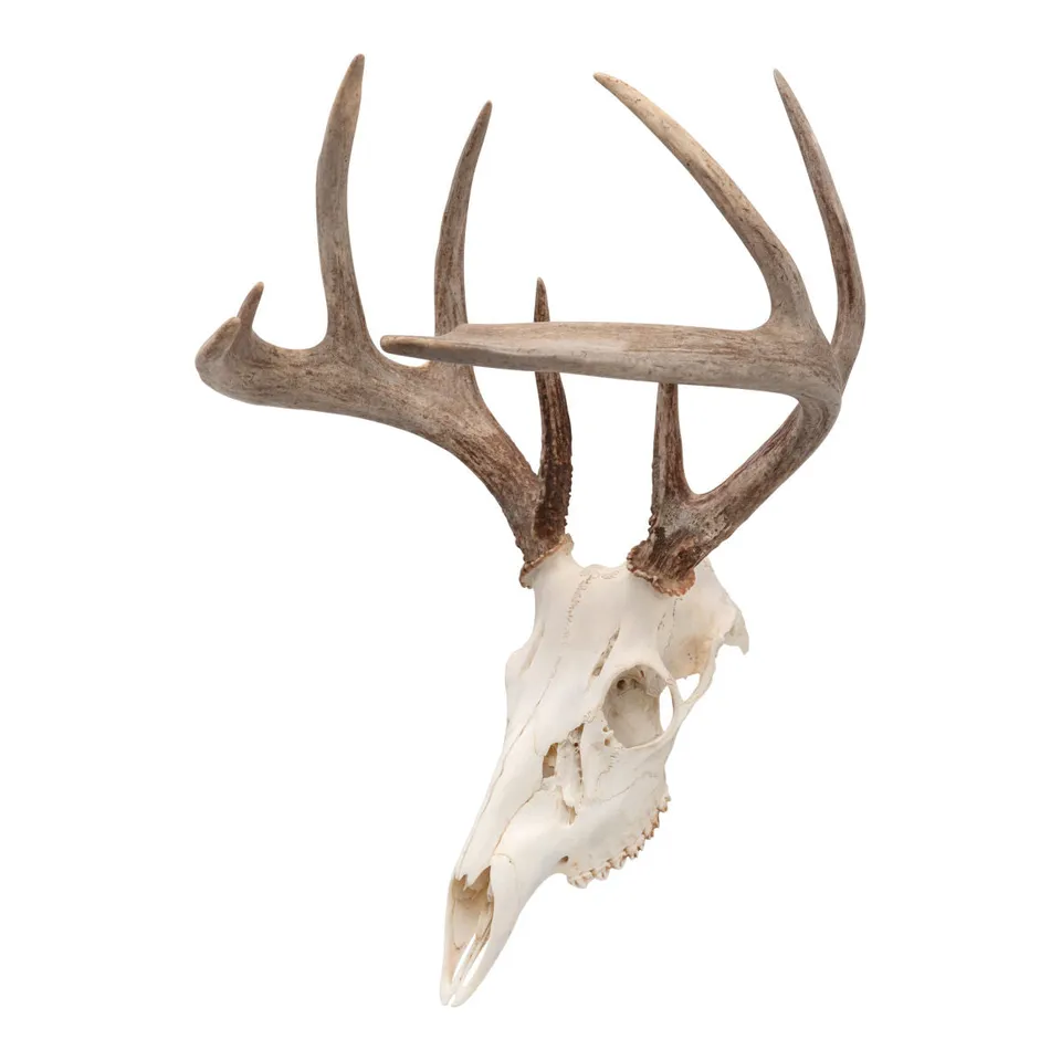 Allen EZ Mount Gehörnhaken Skull Peg Hook 1er-Pack