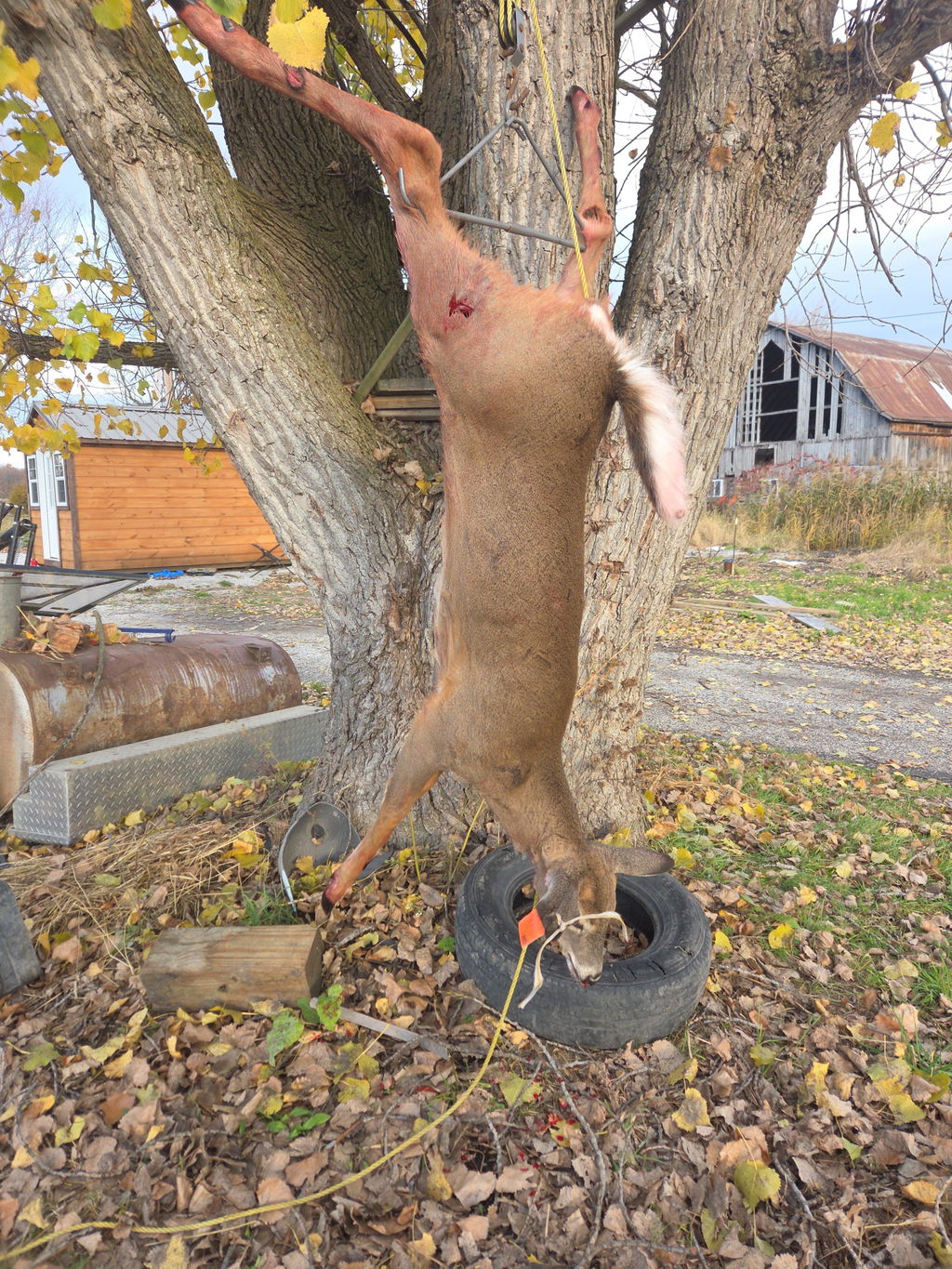 Barnett Wildcat CRX Armbrust 280 fps mit Zielfernrohr